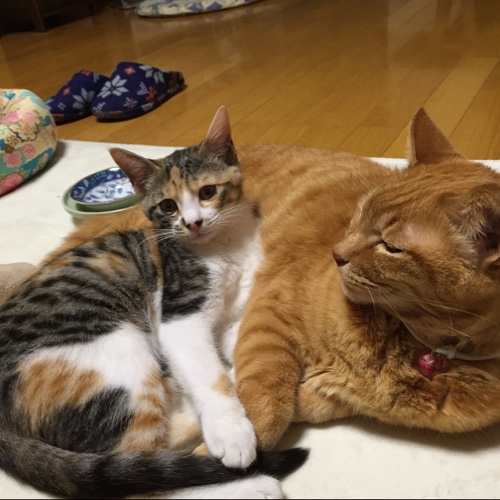 ドラッグストアの猫たち☆近況5_d0355333_16553167.jpg
