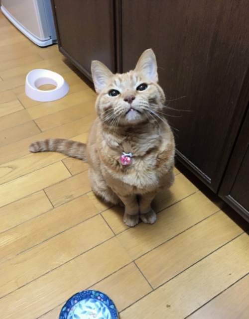 しらす丼_d0355333_16553800.jpg