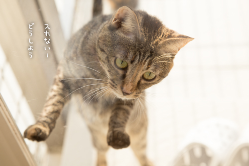 あけてにゃー_d0355333_16553835.jpg