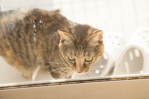 あけてにゃー_d0355333_16553895.jpg