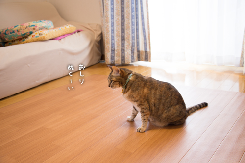 白いホカペがほしい_d0355333_16553929.jpg