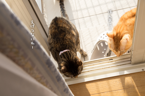 あけてにゃー_d0355333_16553958.jpg