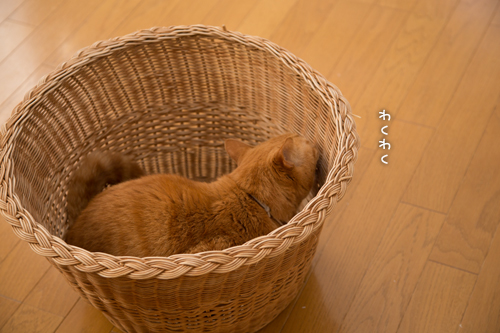 ○まるまる○_d0355333_16554025.jpg