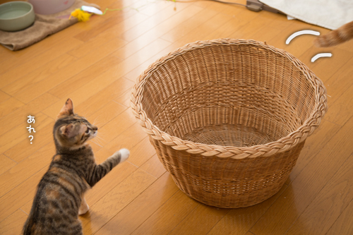 かごにナニかが_d0355333_16554093.jpg