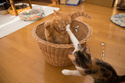 荒ぶるG_d0355333_16554166.jpg