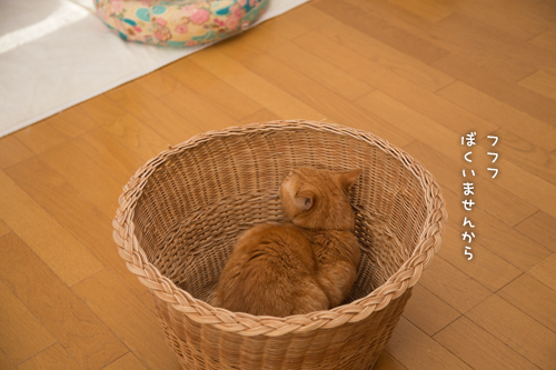 荒ぶるG_d0355333_16554198.jpg