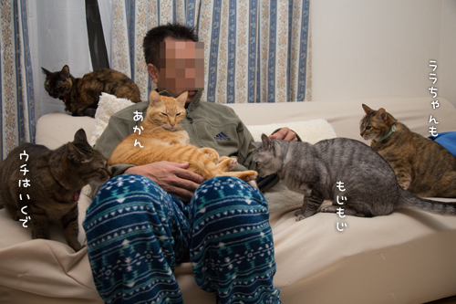 猫収集装置_d0355333_16554609.jpg