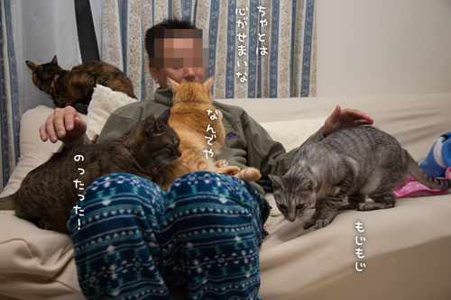 猫収集装置_d0355333_16554614.jpg