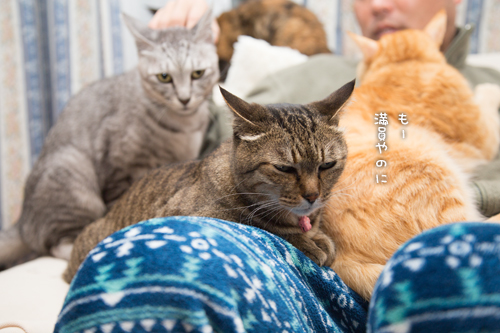 猫収集装置_d0355333_16554633.jpg