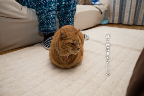 猫収集装置_d0355333_16554665.jpg