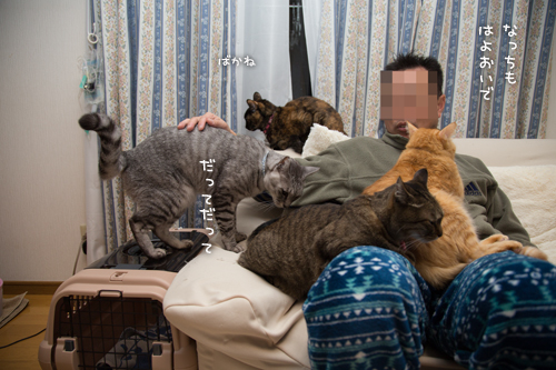 猫収集装置_d0355333_16554673.jpg