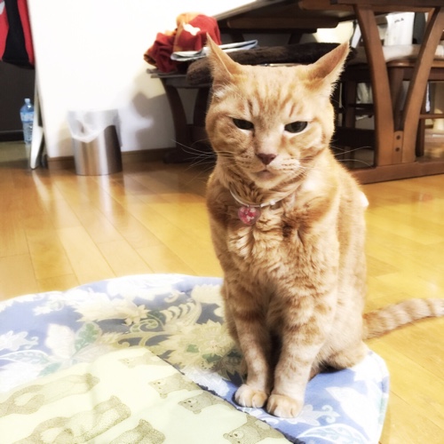 ソロくんマット_d0355333_16554983.jpg