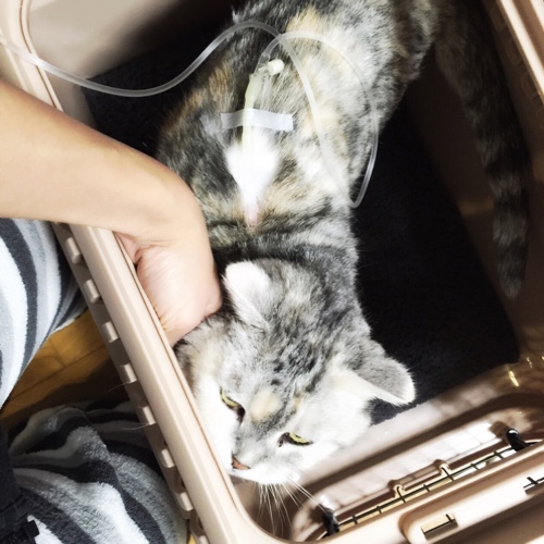 ソロくんマット_d0355333_16555041.jpg