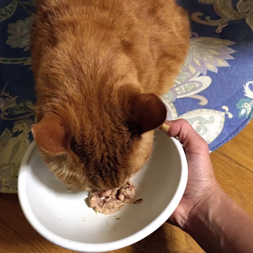 ちょっと食べた!_d0355333_16555561.jpg