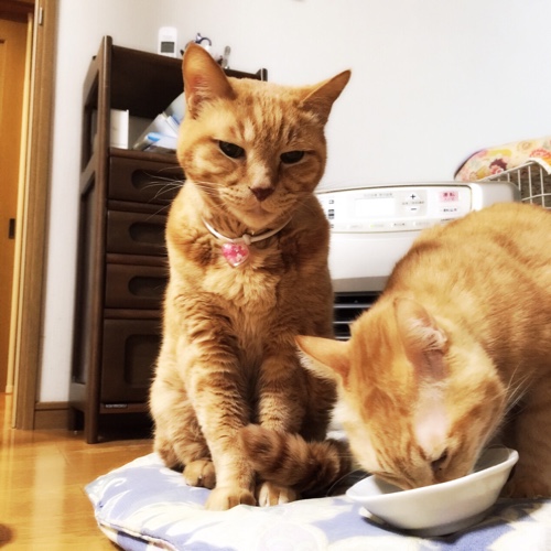 少しずつでいいから食べてね_d0355333_16555635.jpg