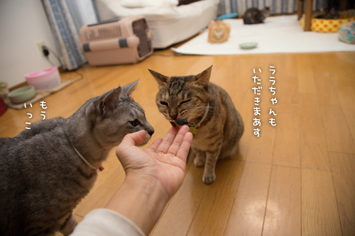 復活の狼煙は_d0355333_16560069.jpg