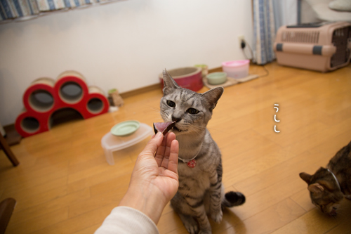 復活の狼煙は_d0355333_16560111.jpg