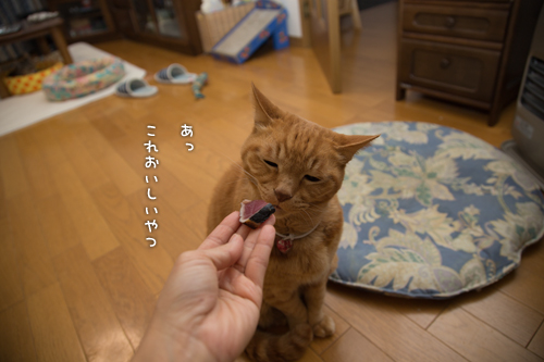 復活の狼煙は_d0355333_16560125.jpg