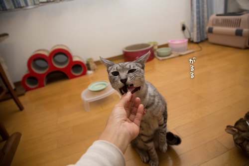 復活の狼煙は_d0355333_16560128.jpg