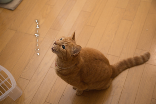 バレンタインなので?_d0355333_16560244.jpg