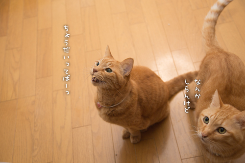 バレンタインなので?_d0355333_16560301.jpg