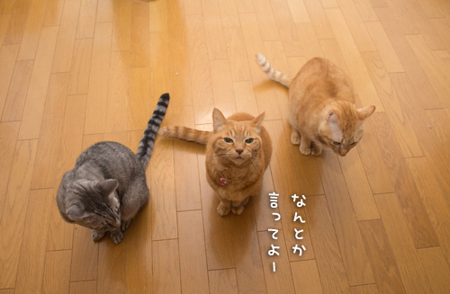 バレンタインなので?_d0355333_16560382.jpg
