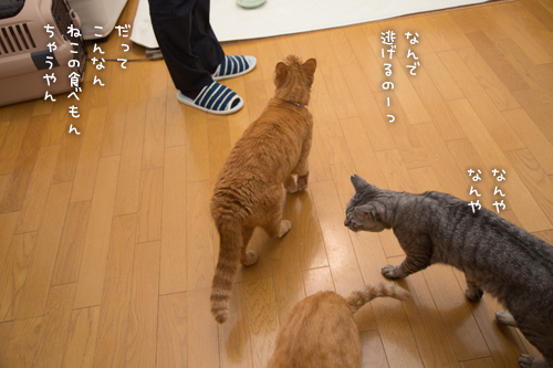 バレンタインなので?_d0355333_16560388.jpg