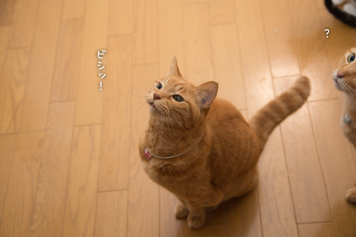 バレンタインなので?_d0355333_16560393.jpg