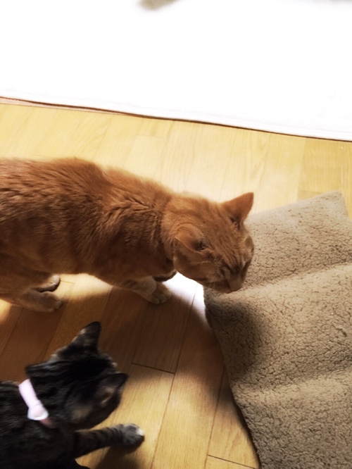 新しいキャリーマット_d0355333_16560930.jpg