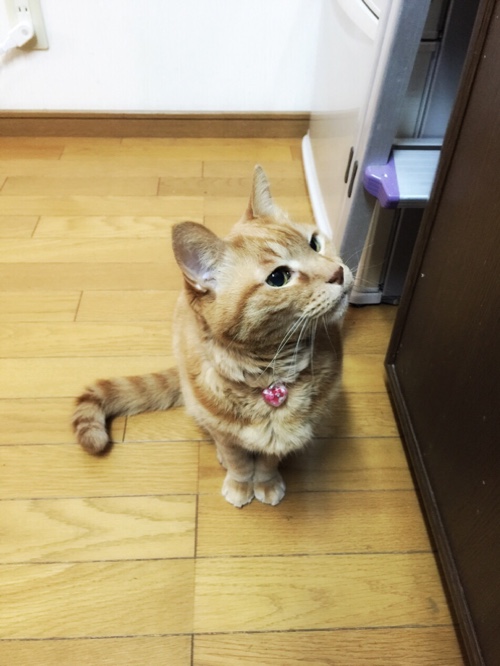 新しいキャリーマット_d0355333_16561084.jpg