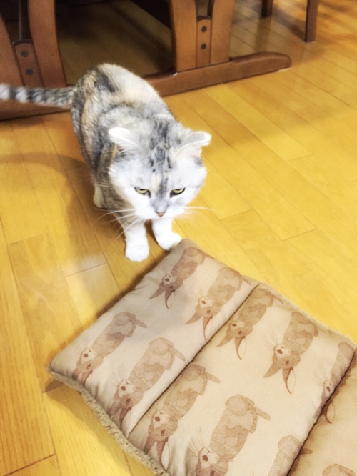 新しいキャリーマット_d0355333_16561095.jpg
