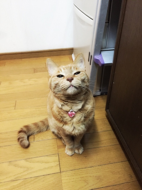 新しいキャリーマット_d0355333_16561169.jpg