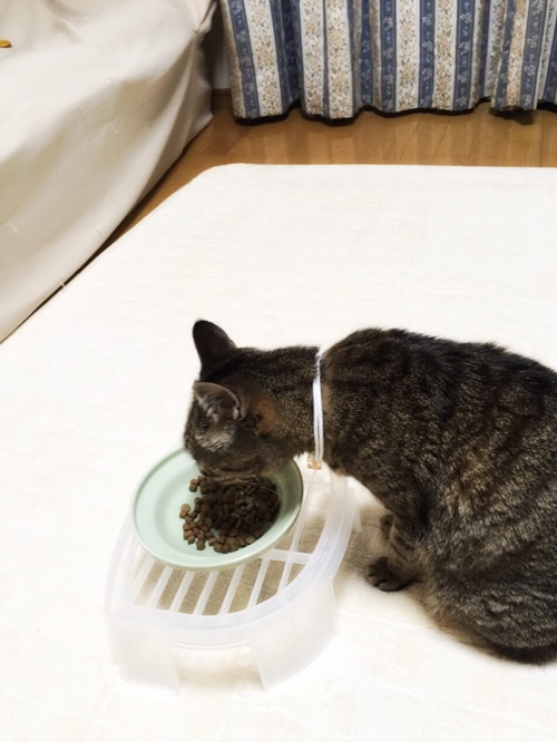 健康はおくちから_d0355333_16561210.jpg