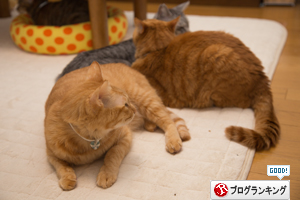 仲良しさん_d0355333_16561328.jpg
