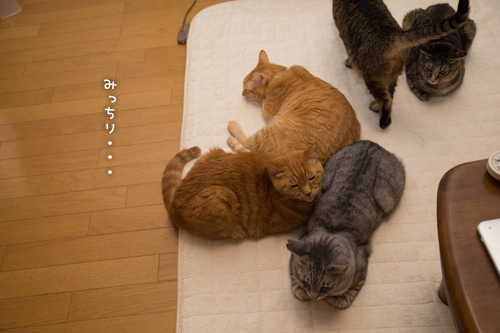 仲良しさん_d0355333_16561398.jpg