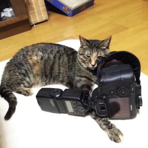使用中ですよ_d0355333_16561438.jpg