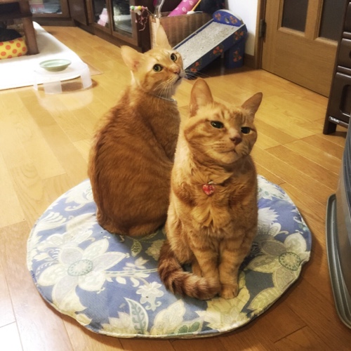 こっちむいて~_d0355333_16561557.jpg