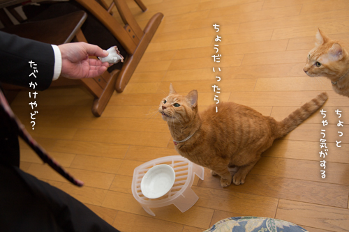 クリーム大福のある日~!_d0355333_16562110.jpg