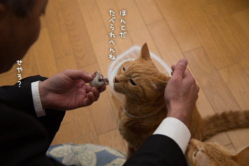 クリーム大福のある日~!_d0355333_16562111.jpg