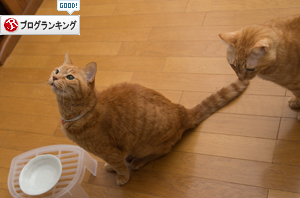 クリーム大福のある日~!_d0355333_16562179.jpg