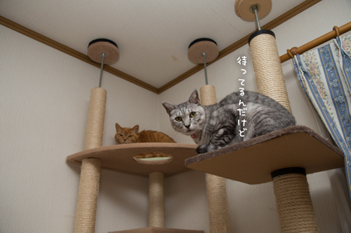 タワーのてっぺん_d0355333_16563404.jpg