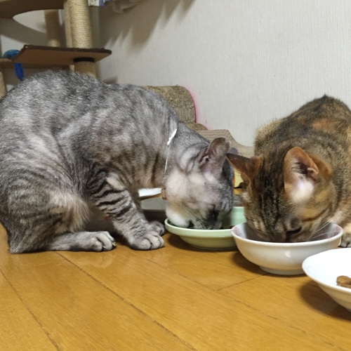 あごが腫れた!_d0355333_16563972.jpg