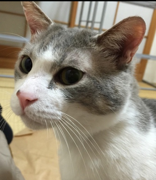 きゅうちゃんの近況報告_d0355333_16564438.jpg