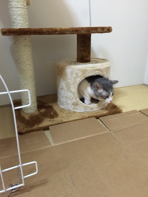 きゅうちゃんの近況報告_d0355333_16564464.jpg