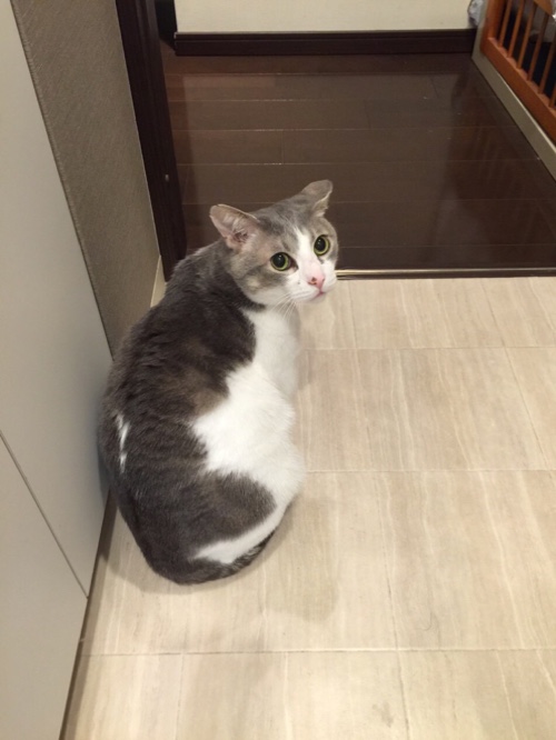 きゅうちゃんの正式譲渡_d0355333_16572634.jpg