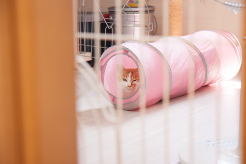 たろちゃのトンネル_d0355333_17003015.jpg