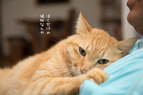 流行のあのゲーム_d0355333_17003667.jpg
