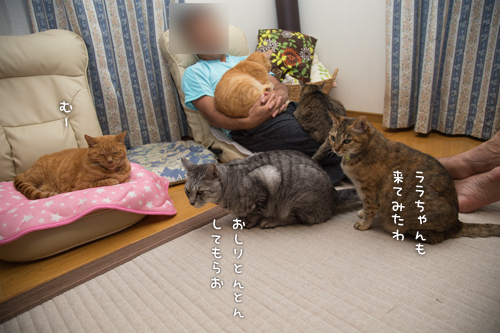 流行のあのゲーム_d0355333_17003703.jpg