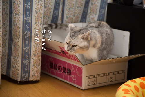 ももの箱_d0355333_17003875.jpg