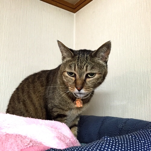 笑子たん抜歯しました_d0355333_17004177.jpg